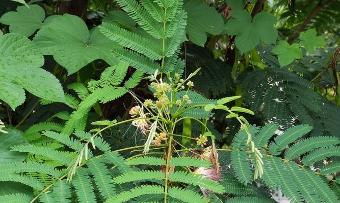 常见的植物花有哪些种类？每种植物花的特性是什么？