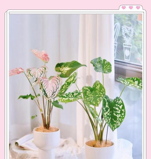 吉祥如意植物的养护要点是什么？如何确保吉祥如意植物茁壮成长？