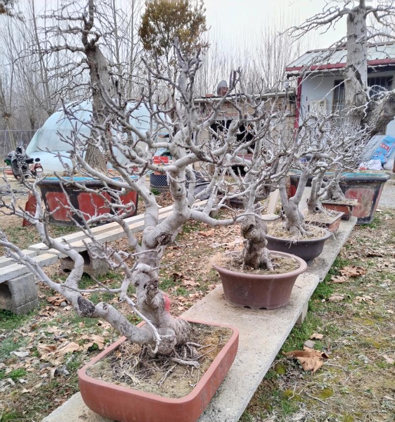 矮化苹果树盆栽如何浇水？怎样管理才能结果？