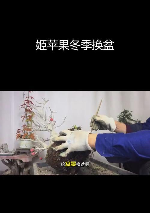 矮化苹果树盆栽如何浇水？怎样管理才能结果？