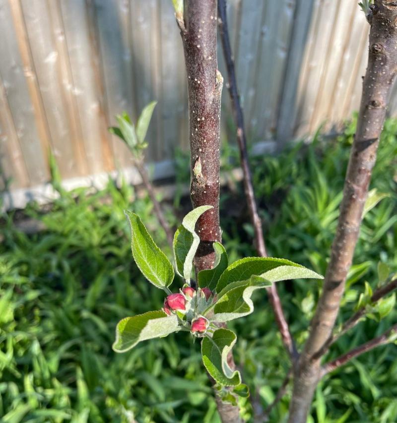 矮化苹果树盆栽如何浇水？怎样管理才能结果？