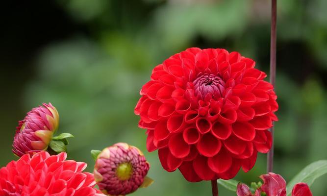 大丽花冬季如何管理？大丽花过冬的注意事项是什么？