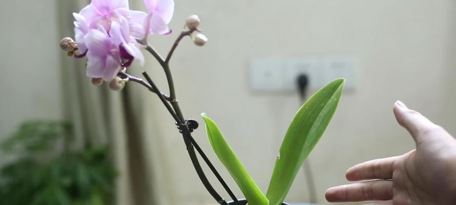 蝴蝶兰花瓣蔫了怎么处理？如何恢复其生机？