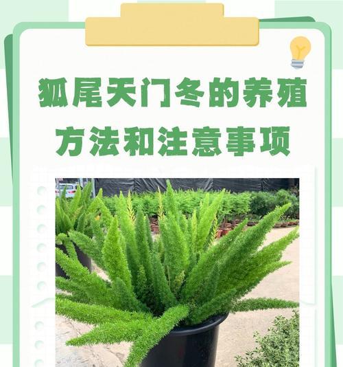 花草养护的基本方法是什么？有哪些注意事项？