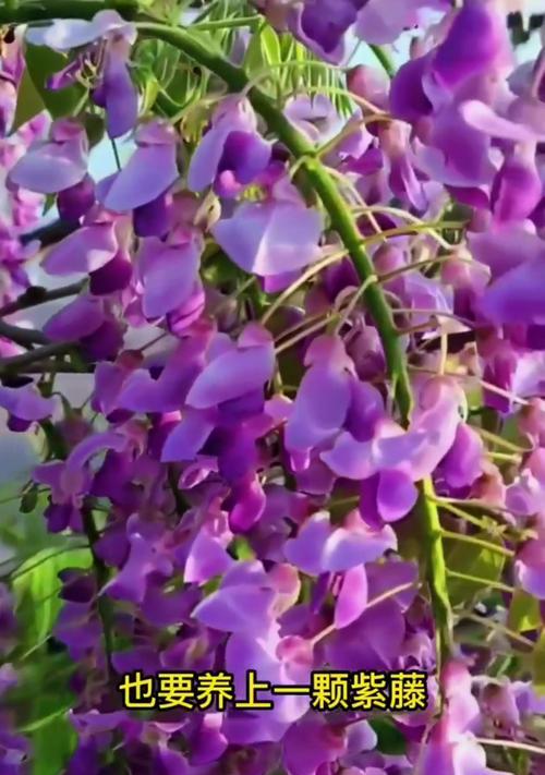 紫藤不开花的常见原因有哪些？如何促进紫藤开花？