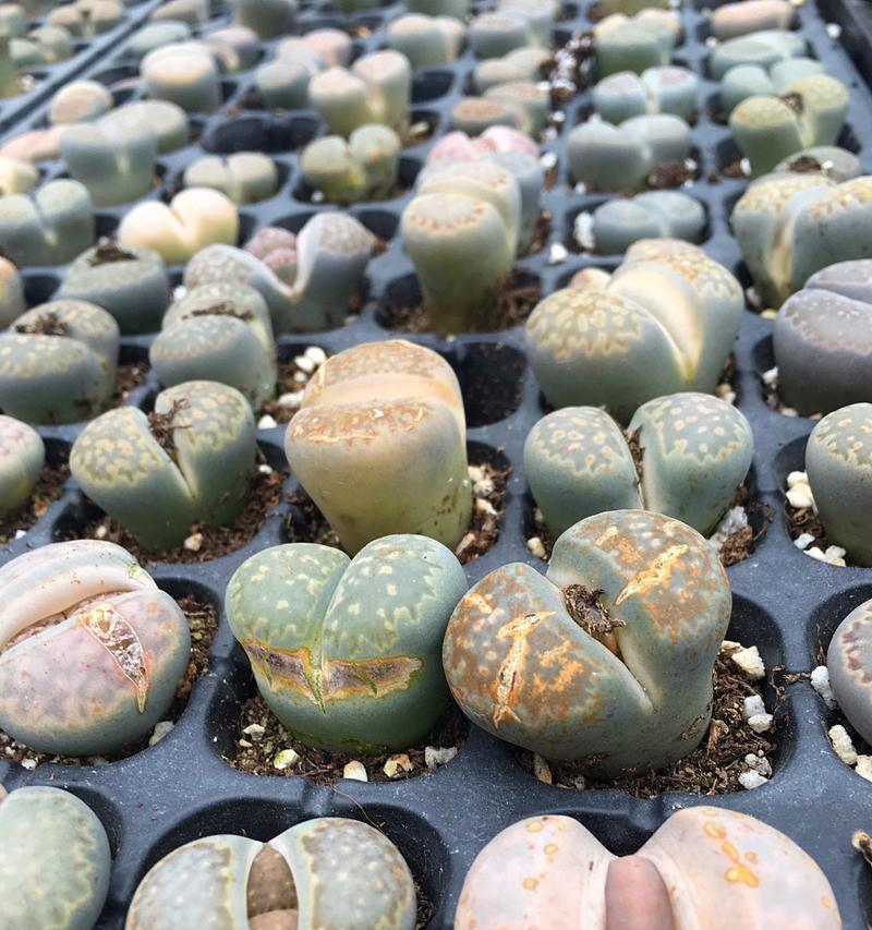 生石花种植的土壤选择和配制方法是什么？