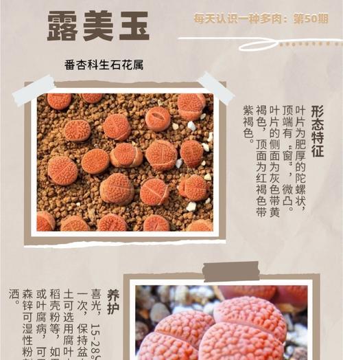 生石花种植的土壤选择和配制方法是什么？