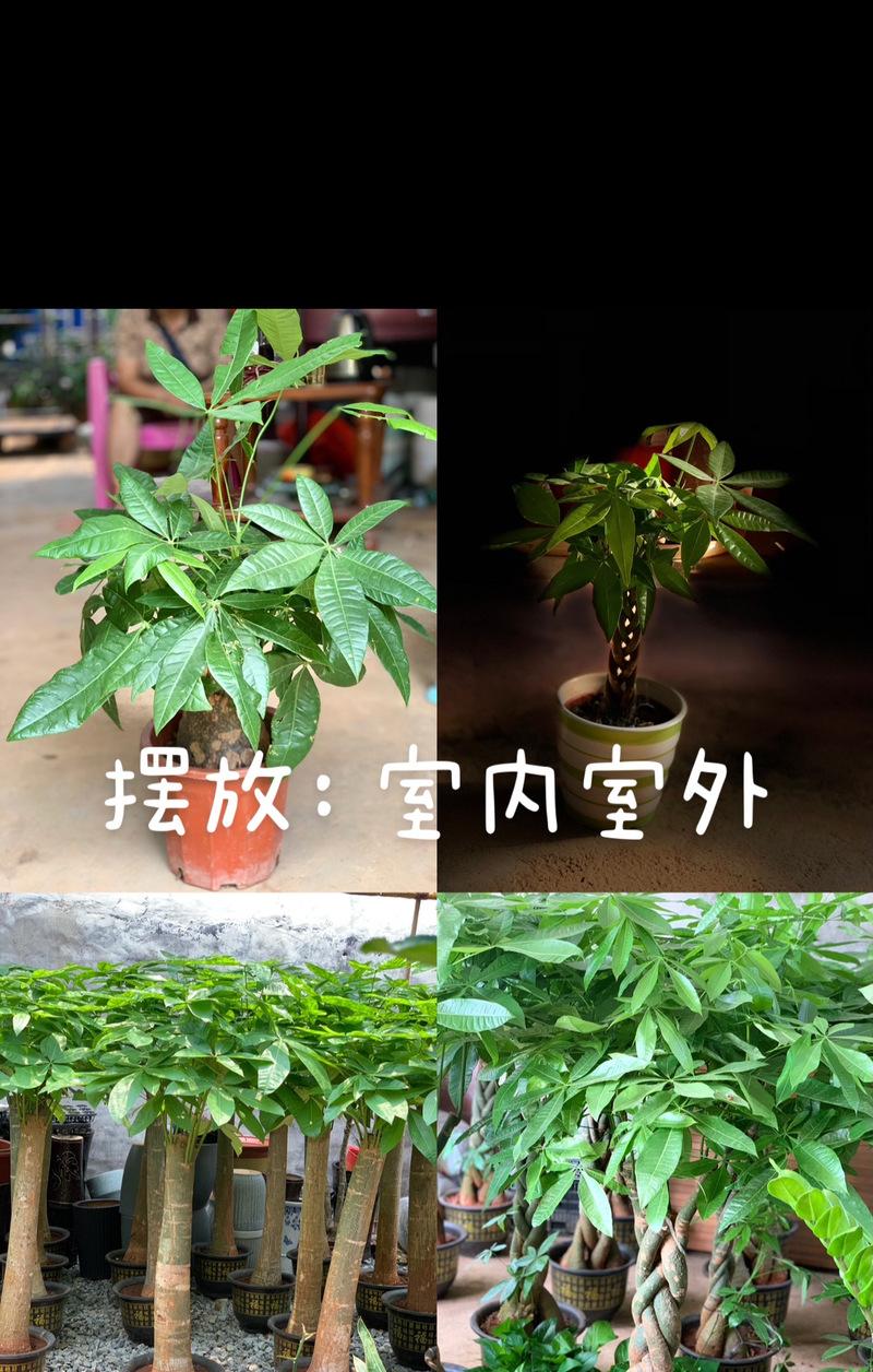如何正确使用氮磷钾复合肥给发财树施肥？施肥的频率和量是多少？
