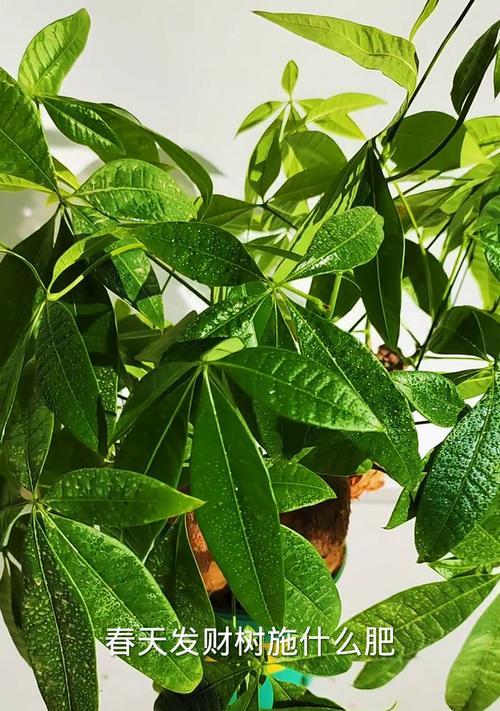 如何正确使用氮磷钾复合肥给发财树施肥？施肥的频率和量是多少？