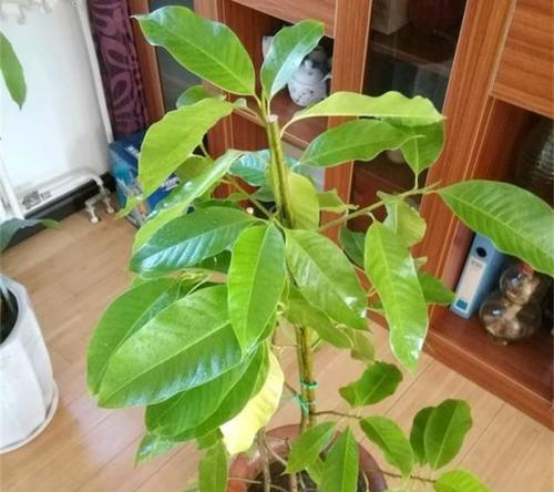 白兰花繁殖方法和注意事项是什么？