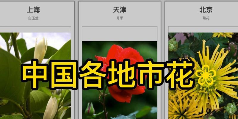 中国花指的是哪种花？中国花有哪些独特的象征意义？