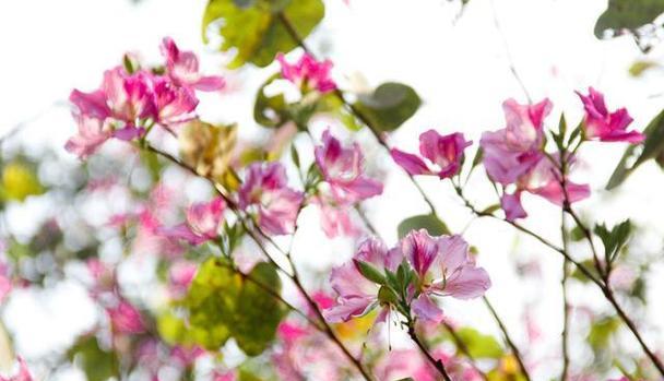中国花指的是哪种花？中国花有哪些独特的象征意义？