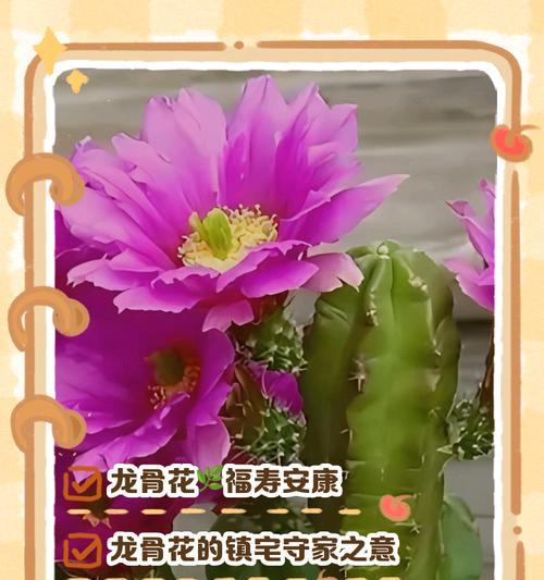 中国花指的是哪种花？中国花有哪些独特的象征意义？