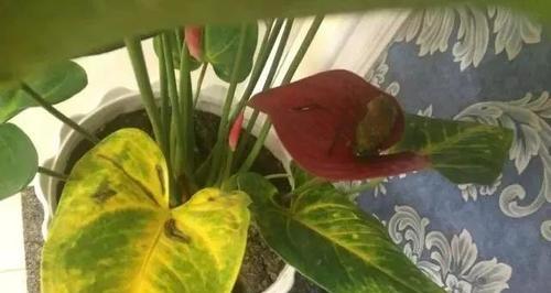 红掌出现黄叶的原因是什么？如何处理红掌的黄叶问题？