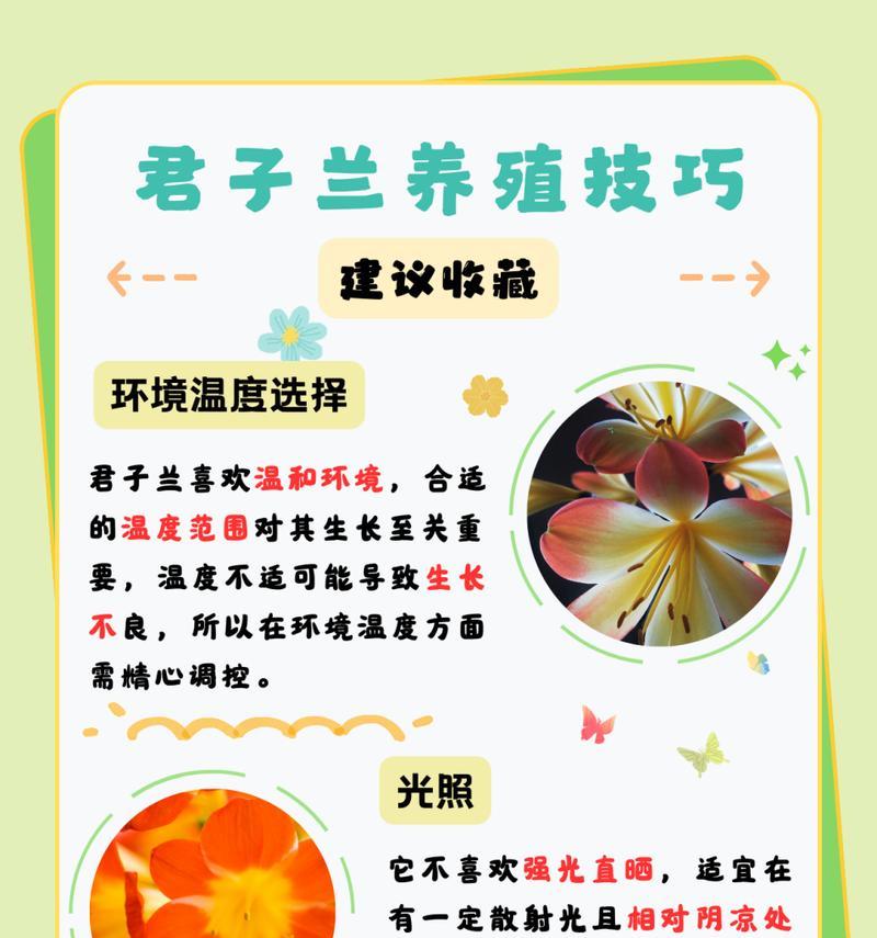 君子兰浇水的最佳时机是什么时候？如何判断需水情况？