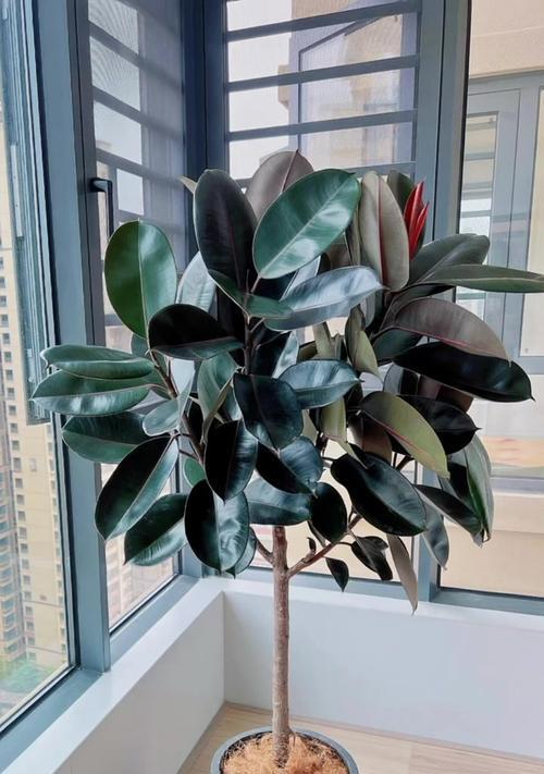 适合室内种植的高大植物推荐？