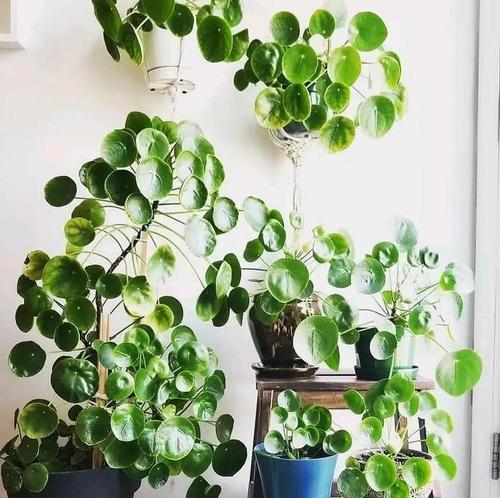 适合室内种植的高大植物推荐？