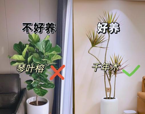 适合室内种植的高大植物推荐？