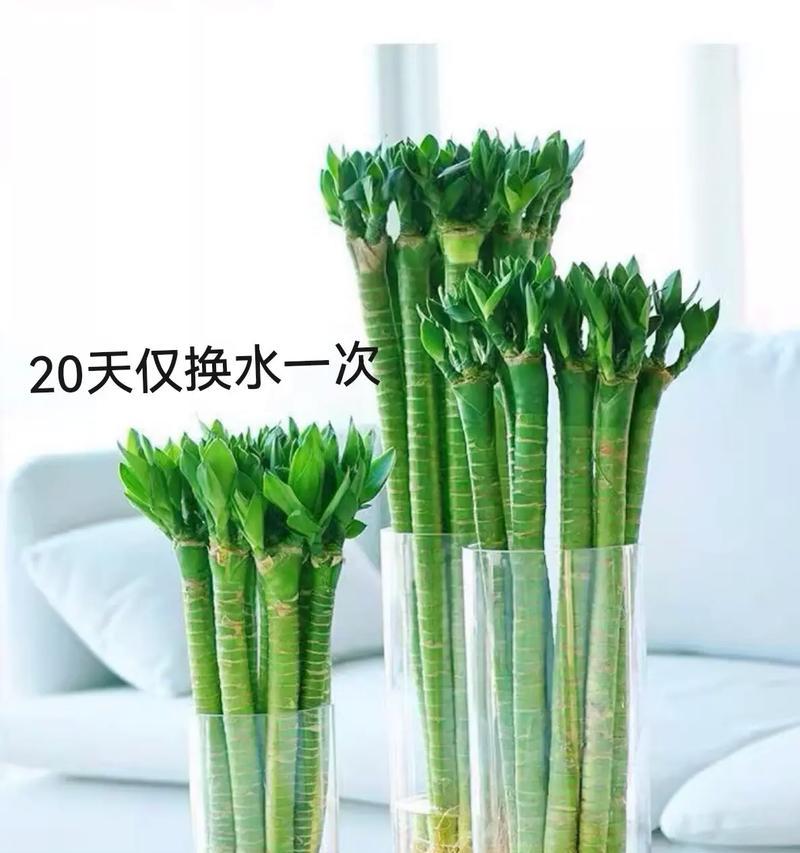 富贵竹放在哪里最合适？如何摆放以促进生长？