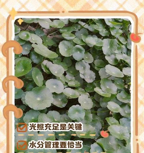 铜钱草叶子小如何解决？怎样促进叶子生长？