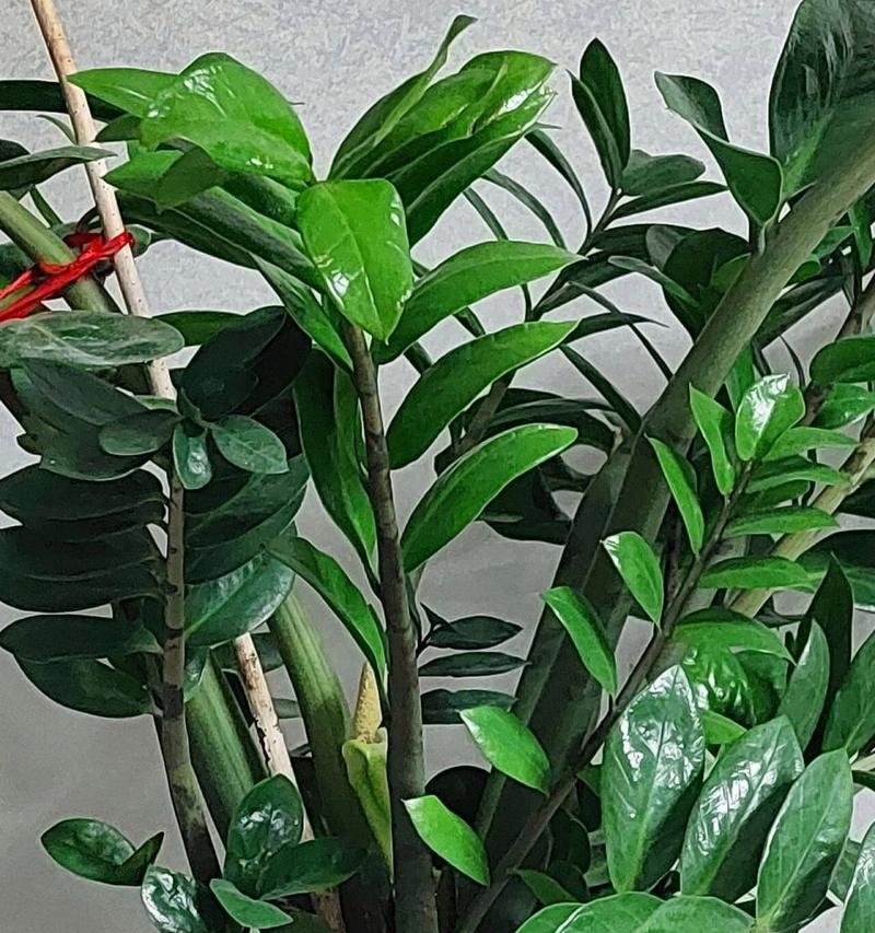 金钱树什么时候开花？如何促进其开花？