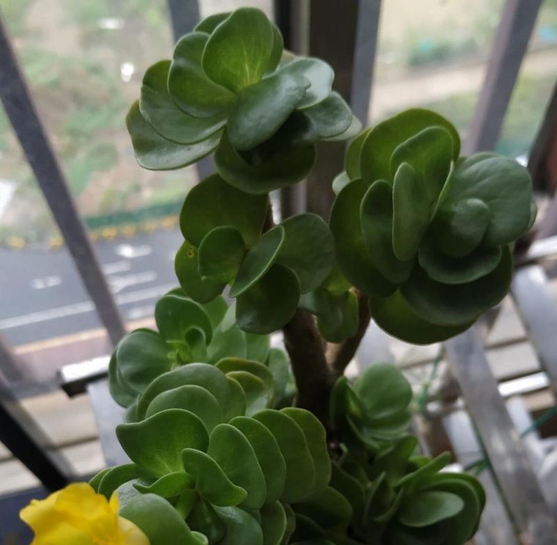 金钱树什么时候开花？如何促进其开花？