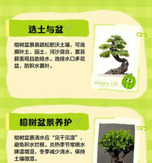 绞杀榕的特性是什么？如何正确养护？