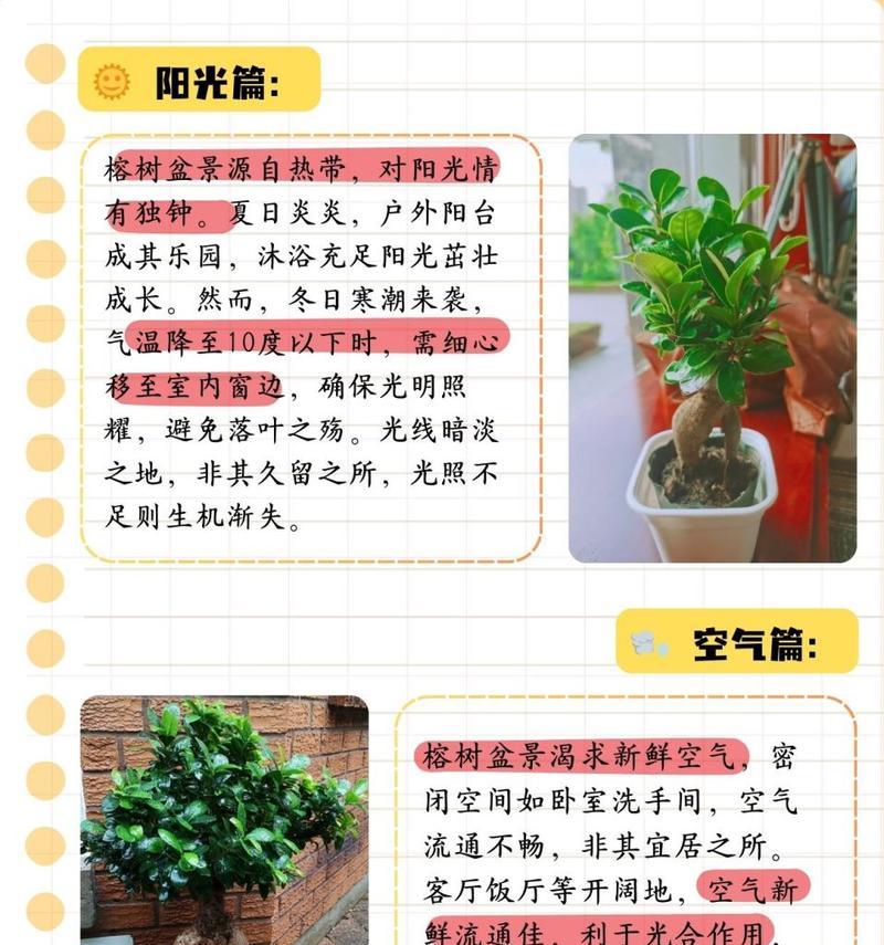 绞杀榕的特性是什么？如何正确养护？
