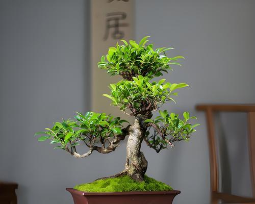 绞杀榕的特性是什么？如何正确养护？