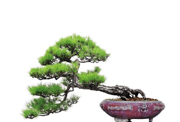 山松下山桩的盆栽养护技巧有哪些？如何养护才能使山松下山桩更美观？
