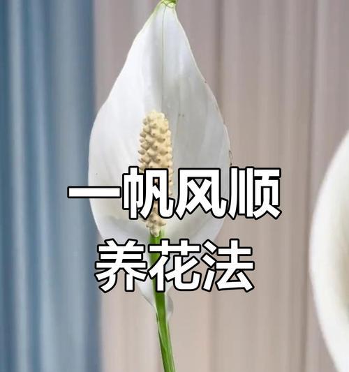 白掌开花需要什么条件？
