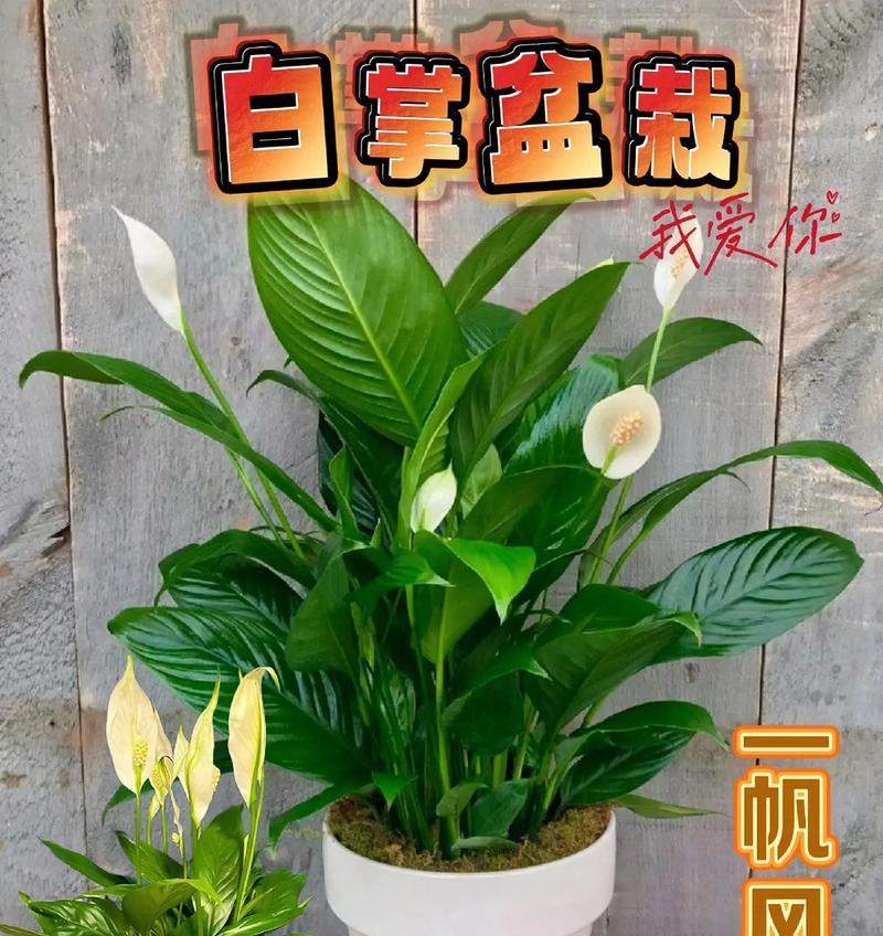 白掌开花需要什么条件？