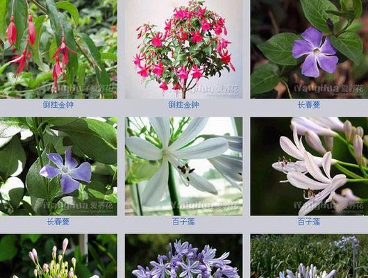 草本花卉的分类和特点是什么？
