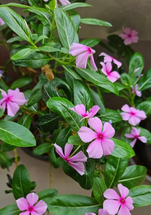 草本花卉的分类和特点是什么？