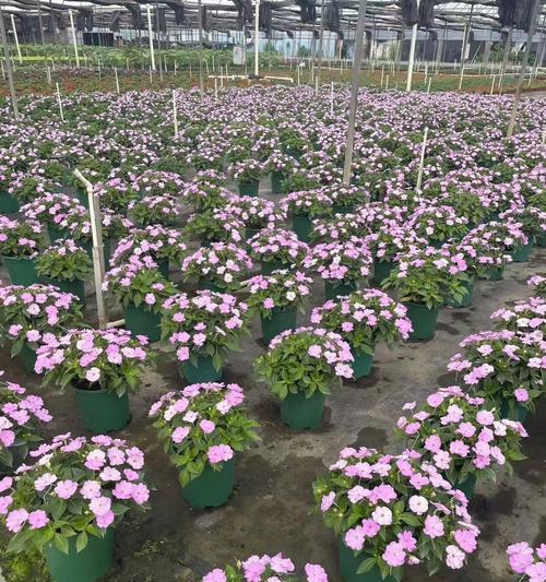 草本花卉的分类和特点是什么？