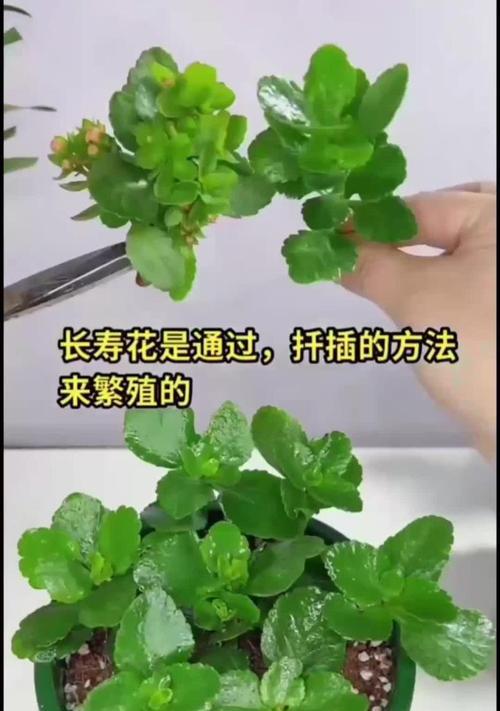 扶桑花如何扦插？扦插扶桑花的最佳时期和方法是什么？