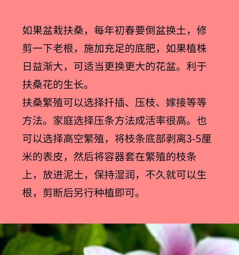 扶桑花如何扦插？扦插扶桑花的最佳时期和方法是什么？