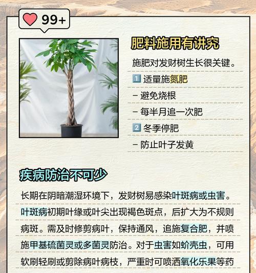 发财树落叶怎么办？如何防止落叶？