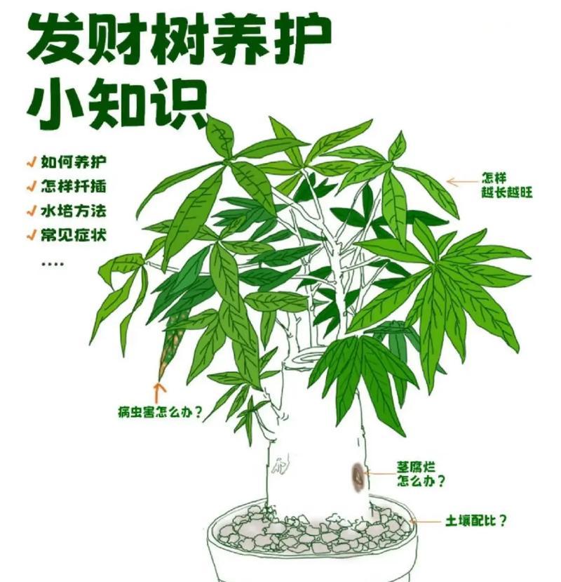 发财树落叶怎么办？如何防止落叶？