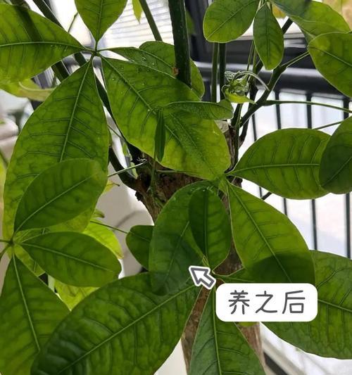 发财树落叶怎么办？如何防止落叶？