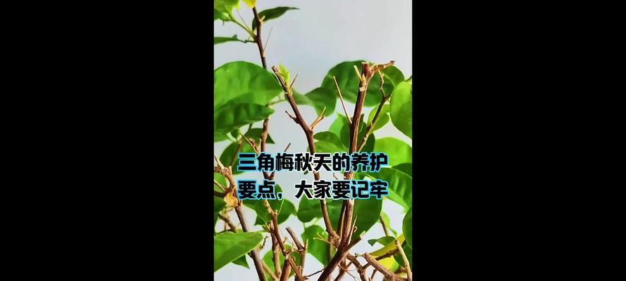 三角梅长什么样子？如何识别和养护三角梅？