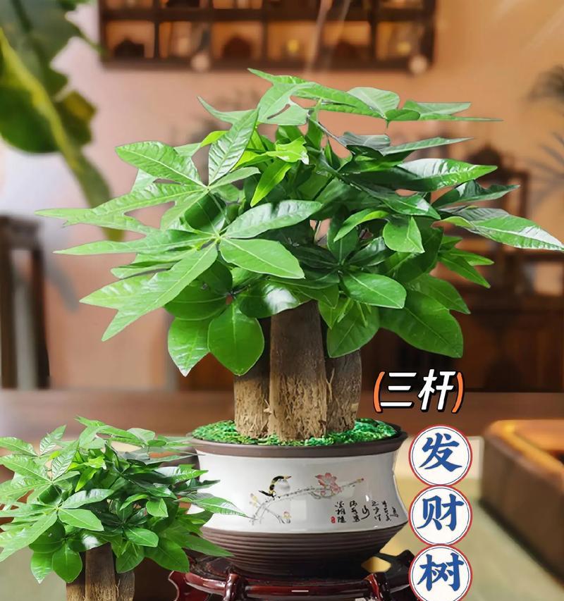 盆栽发财树的养殖技巧有哪些？