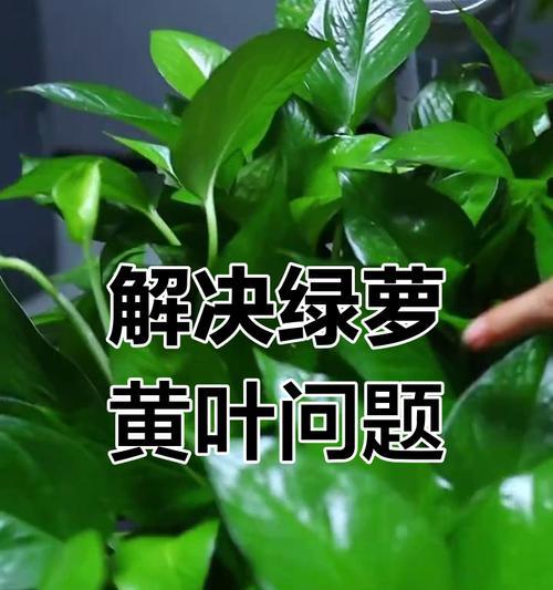 绿萝黄叶问题如何解决？