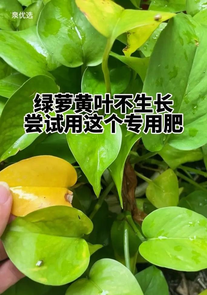 绿萝黄叶问题如何解决？