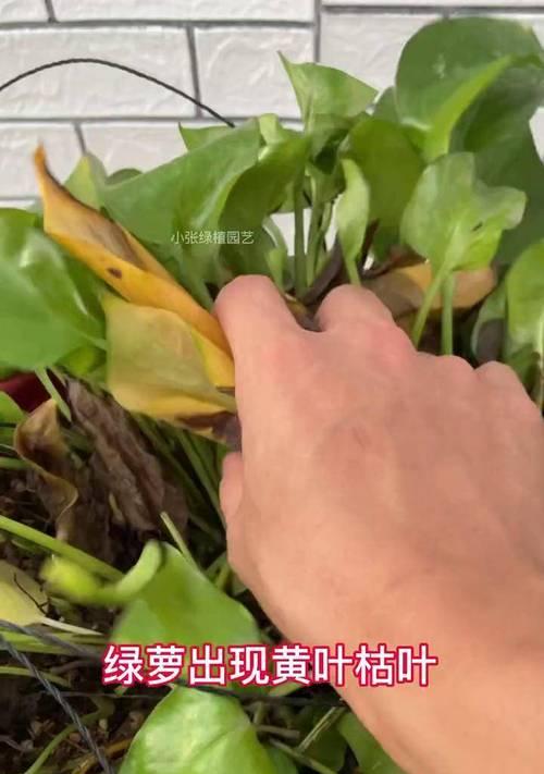 绿萝黄叶问题如何解决？