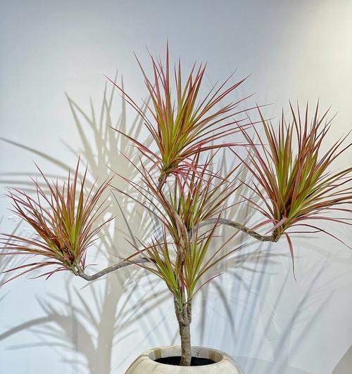 室内种植花草有哪些推荐？如何选择适合的室内植物？