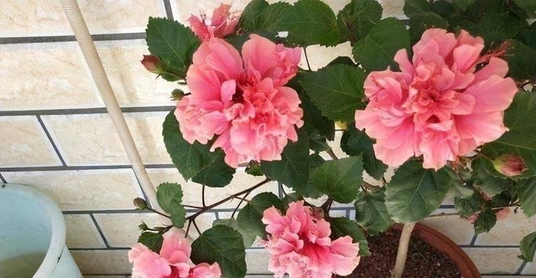 扶桑花的养殖方法有哪些？如何保持其健康生长？