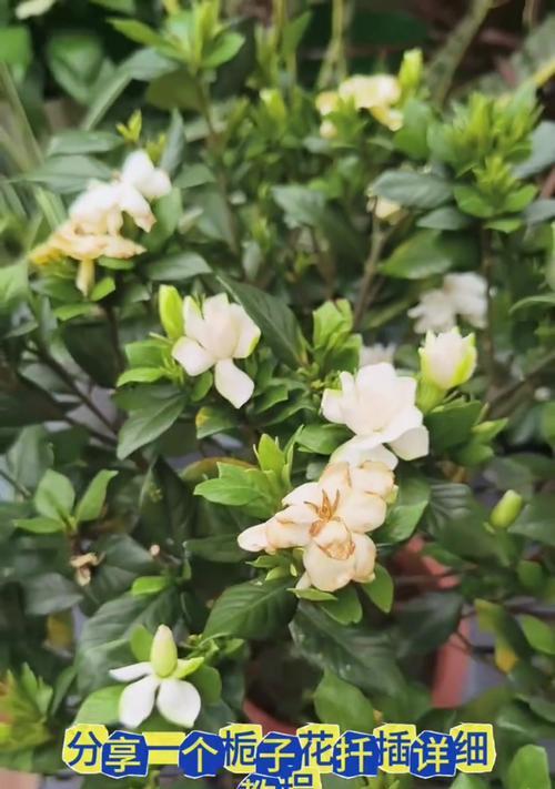 枝枝花的养殖方法是什么？怎样才能养出好的枝条？