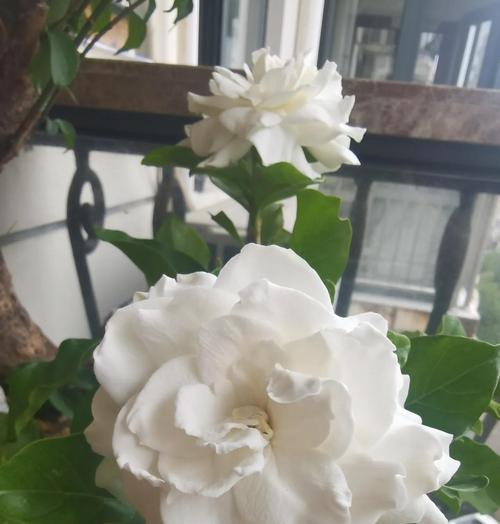 枝枝花的养殖方法是什么？怎样才能养出好的枝条？