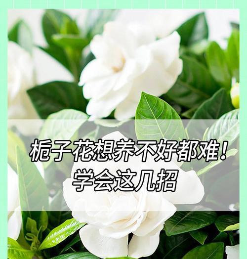 枝枝花的养殖方法是什么？怎样才能养出好的枝条？